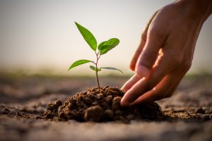 Green-seedling-pic-shutterstock-300x200.jpg